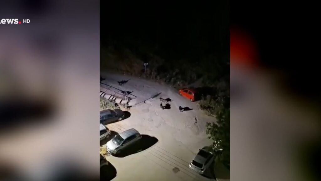 Θεσσαλονίκη: Άγρια αγέλη σκύλων προκαλεί τρόμο στην Πυλαία – Τι λένε οι κάτοικοι