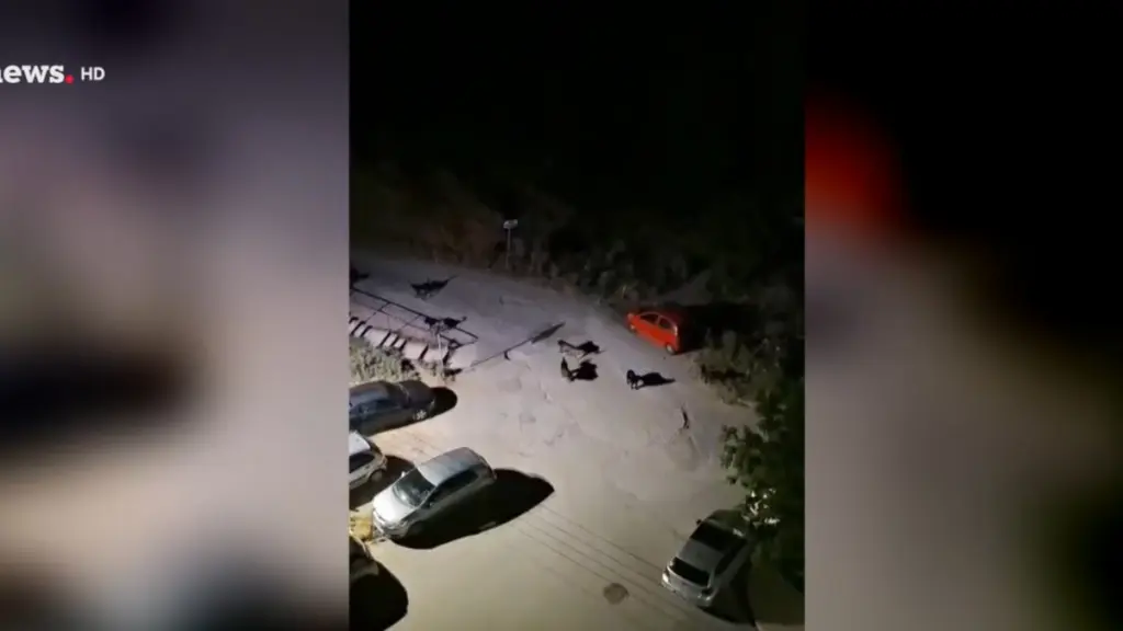 Θεσσαλονίκη: Άγρια αγέλη σκύλων προκαλεί τρόμο στην Πυλαία – Τι λένε οι κάτοικοι