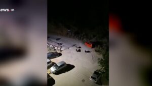 Θεσσαλονίκη: Άγρια αγέλη σκύλων προκαλεί τρόμο στην Πυλαία – Τι λένε οι κάτοικοι
