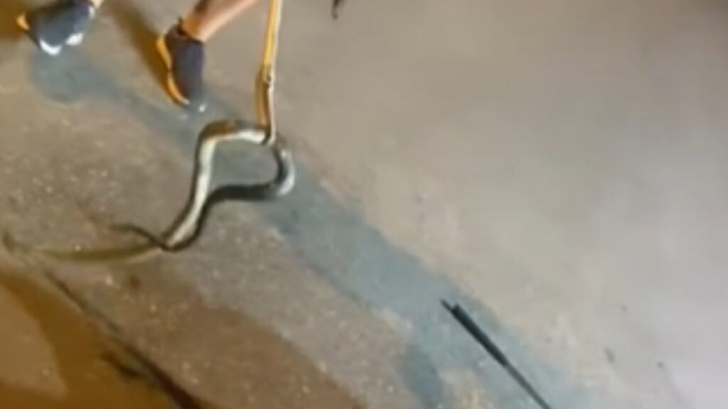 Τρόμος στη Θεσσαλονίκη: Φίδι βρέθηκε μέσα σε μηχανή αυτοκινήτου (βίντεο)