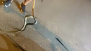 Τρόμος στη Θεσσαλονίκη: Φίδι βρέθηκε μέσα σε μηχανή αυτοκινήτου (βίντεο)