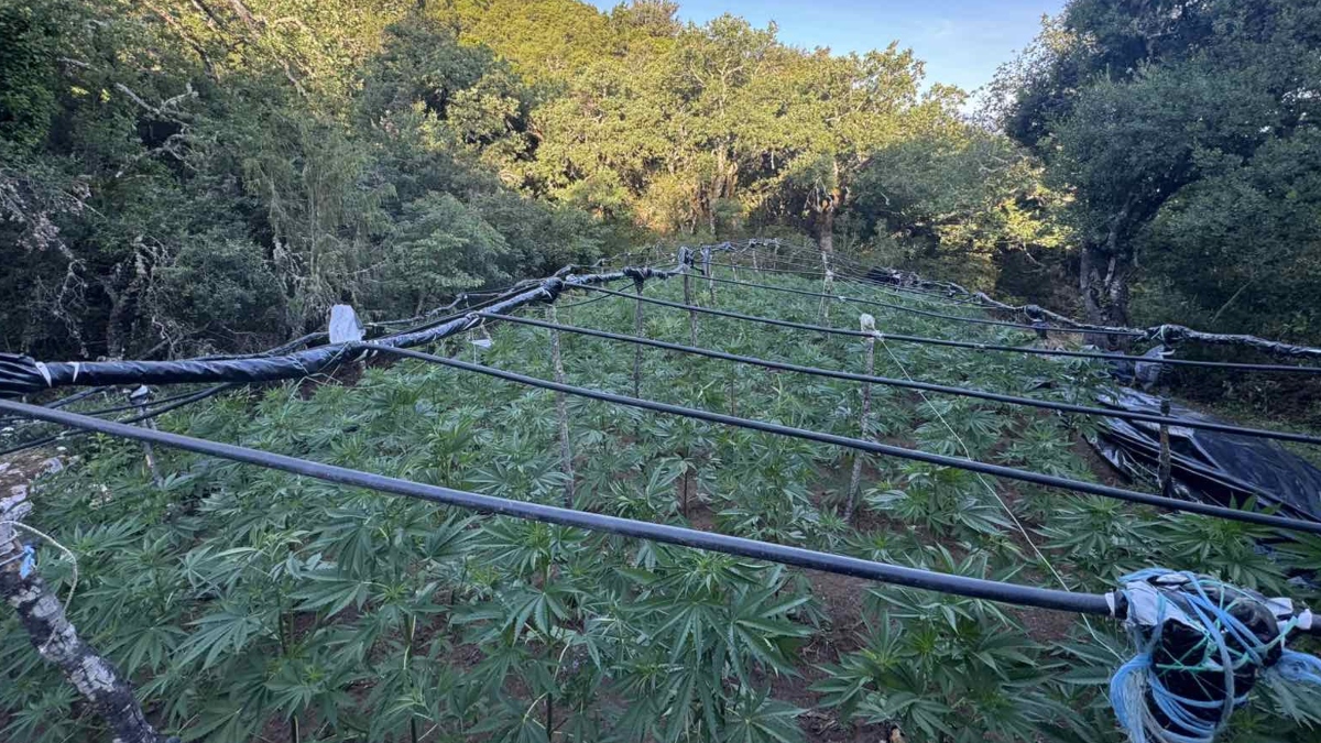 Καμένα Βούρλα: Εντοπίστηκε μεγάλη φυτεία 1.383 δενδρυλλίων κάνναβης – Συνελήφθη ένα άτομο