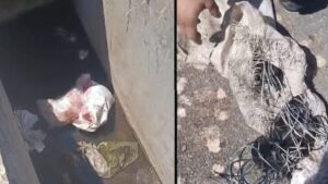 Φρίκη στην Αιτωλοακαρνανία: Έβαλαν επτά κουτάβια σε τσουβάλι και τα πέταξαν σε φρεάτιο