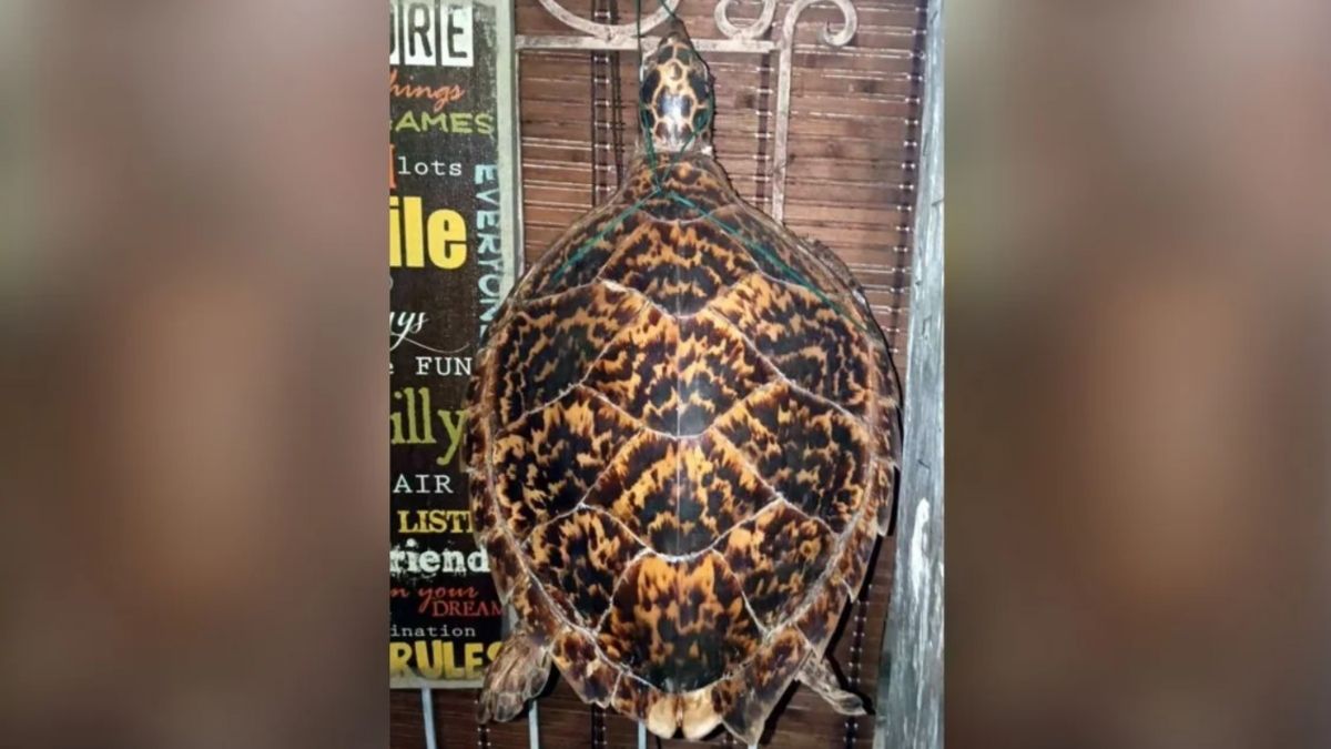 Φρίκη στην Πάρο: Κρέμασαν σπάνια χελώνα ως διακοσμητικό σε εξώπορτα- Πρόκειται για ένα από τα σπανιότερα είδη στον κόσμο