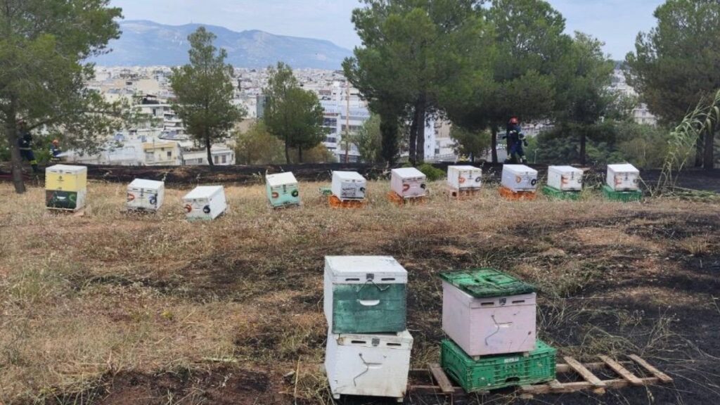 Από μελίσσια προκλήθηκε η φωτιά στο άλσος Βεΐκου – Δείτε τι έκαψε (βίντεο, φωτογραφίες)