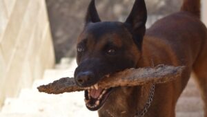 Βριλήσσια: Σκύλος όρμηξε σε 66χρονο έξω από φούρνο και τον τραυμάτισε σοβαρά – Νεκρό το σκυλί του