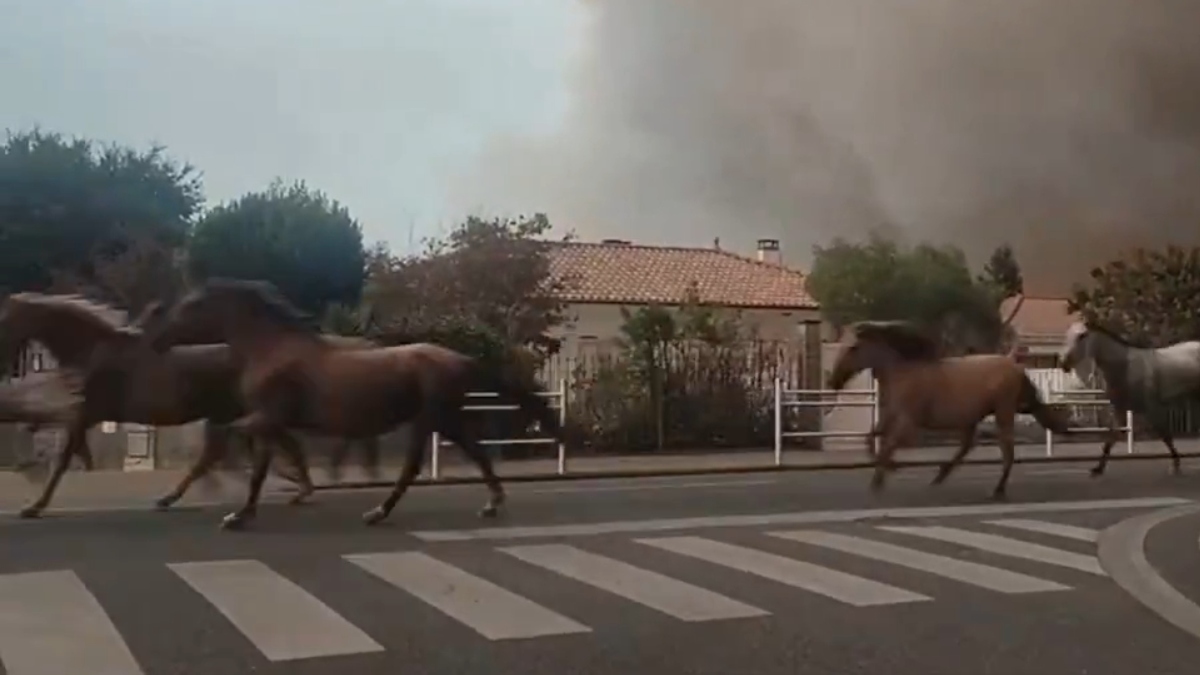 Τραγικές εικόνες σε Ισπανία και Γαλλία: Ζώα τρέχουν να σωθούν από τις φλόγες που κατακαίνε τα δάση (βίντεο)