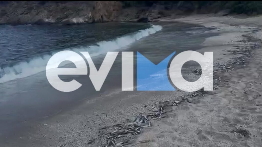 Σοκαριστικές εικόνες σε παραλία της Εύβοιας – Η θάλασσα ξέβρασε χιλιάδες νεκρά ψάρια
