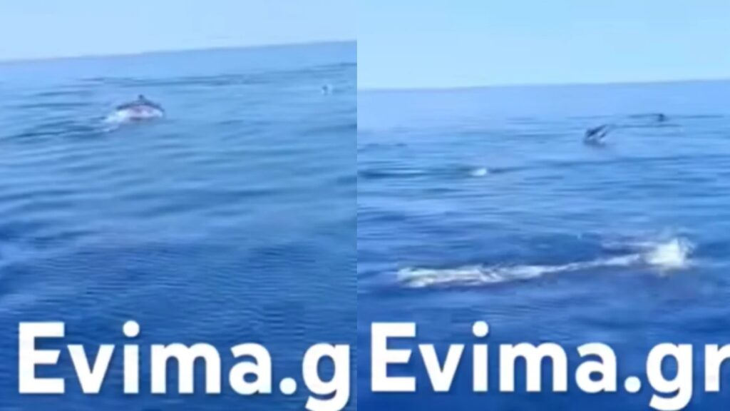 Εντυπωσιακό θέαμα στην Εύβοια: Κοπάδι 10 δελφινιών «μάγεψε» τους παρευρισκόμενους (Βίντεο)