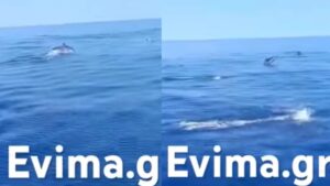 Εντυπωσιακό θέαμα στην Εύβοια: Κοπάδι 10 δελφινιών «μάγεψε» τους παρευρισκόμενους (Βίντεο)