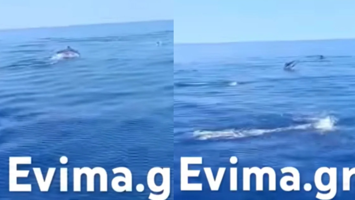 Εντυπωσιακό θέαμα στην Εύβοια: Κοπάδι 10 δελφινιών «μάγεψε» τους παρευρισκόμενους (Βίντεο)
