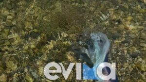 Εύβοια: Σπάνιο χταπόδι έκανε την εμφάνισή του στα ρηχά της παραλίας Αλμυροποτάμου – Δείτε Βίντεο