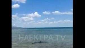 Κόρινθος: Εντοπίστηκε δεύτερο καρχαριοειδές μέσα σε λίγες μέρες στις Κεχριές – Δείτε το βίντεο
