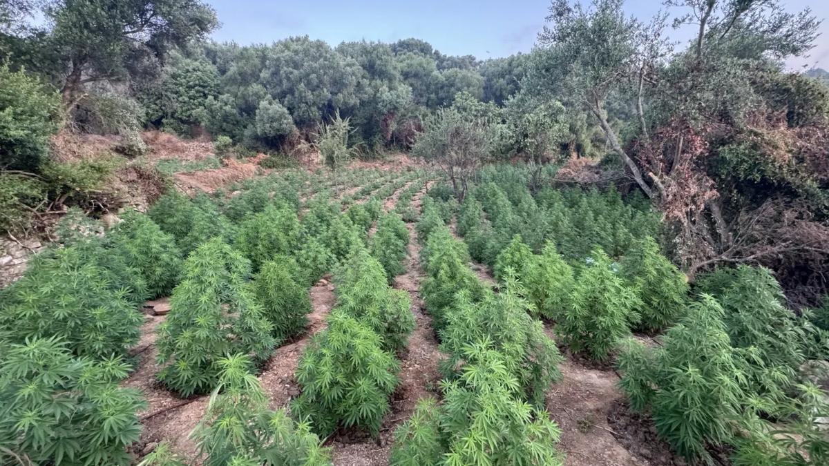 Μεσσηνία: Εντοπίστηκε μεγάλη φυτεία δενδρυλλίων κάνναβης – Κατασχέθηκαν 1.532 δενδρύλλια με ύψος 2,2 μέτρα