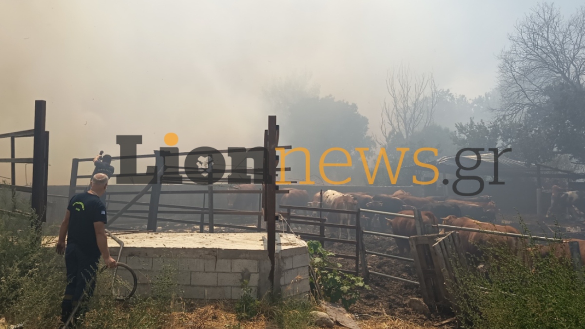 Φωτιά στην Οιννούσσα Σερρών: Μήνυμα από το 112 για εκκένωση, ενισχύθηκαν οι πυροσβεστικές δυνάμεις, στη μάχη 4 εναέρια (βίντεο+φωτογραφίες)