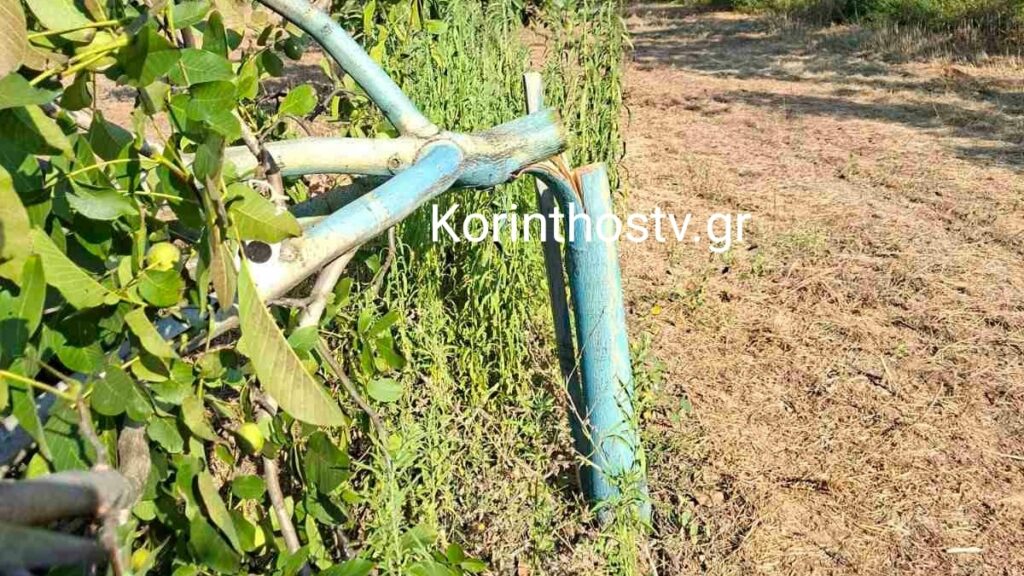 Κορινθία: Κατέστρεψαν χωράφι στο χωριό Καίσαρι – Έκοψαν 15 καρυδιές (φωτογραφίες+βίντεο)