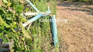 Κορινθία: Κατέστρεψαν χωράφι στο χωριό Καίσαρι – Έκοψαν 15 καρυδιές (φωτογραφίες+βίντεο)