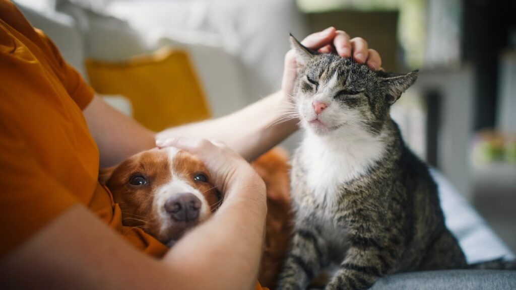 Pet sitting στην Ελλάδα: Πόσο κοστίζει η φροντίδα σκύλου ή γάτας στις διακοπές