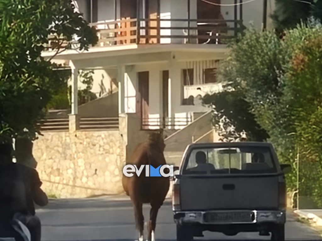 Εύβοια: Οδηγός έδεσε τραυματισμένο άλογο στην καρότσα και το έσερνε στον δρόμο – Δείτε βίντεο